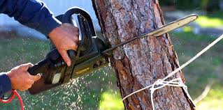 Best Lawn Pest Prevention  in Gustine, CA