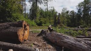Best Tree Trimming and Pruning  in Gustine, CA