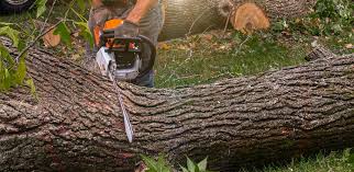 Best Hedge Trimming  in Gustine, CA