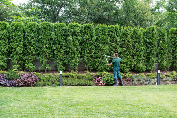 Best Tree Removal  in Gustine, CA