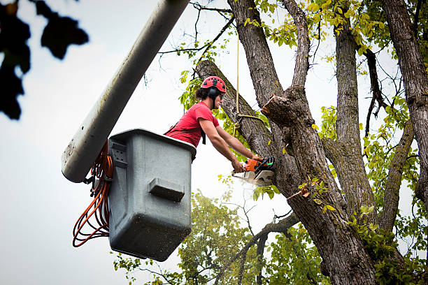 Best Tree Health Inspection  in Gustine, CA