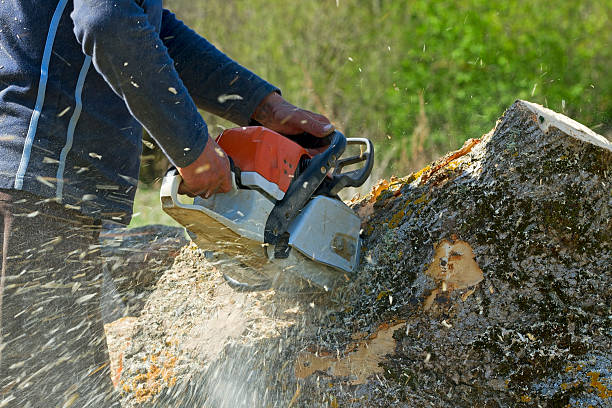 Best Tree Maintenance Programs  in Gustine, CA